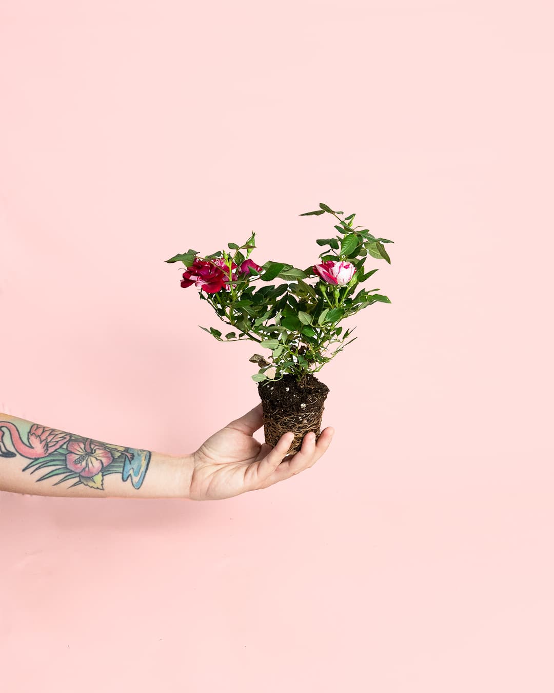 mini rosal variegado planta