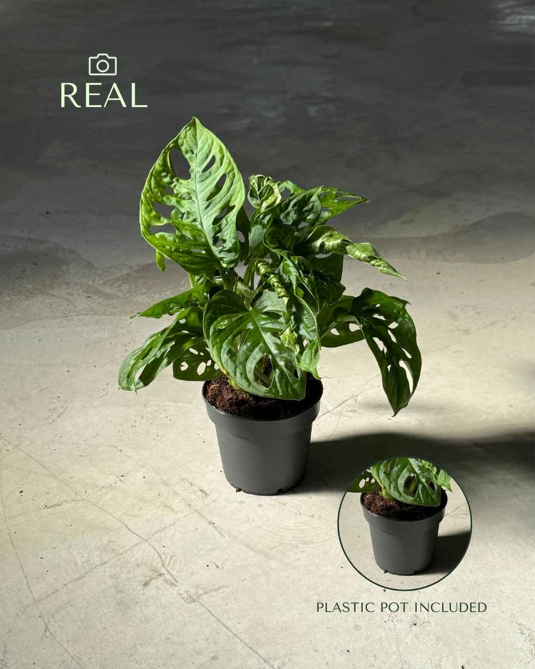 monkey-adansonii-m-real