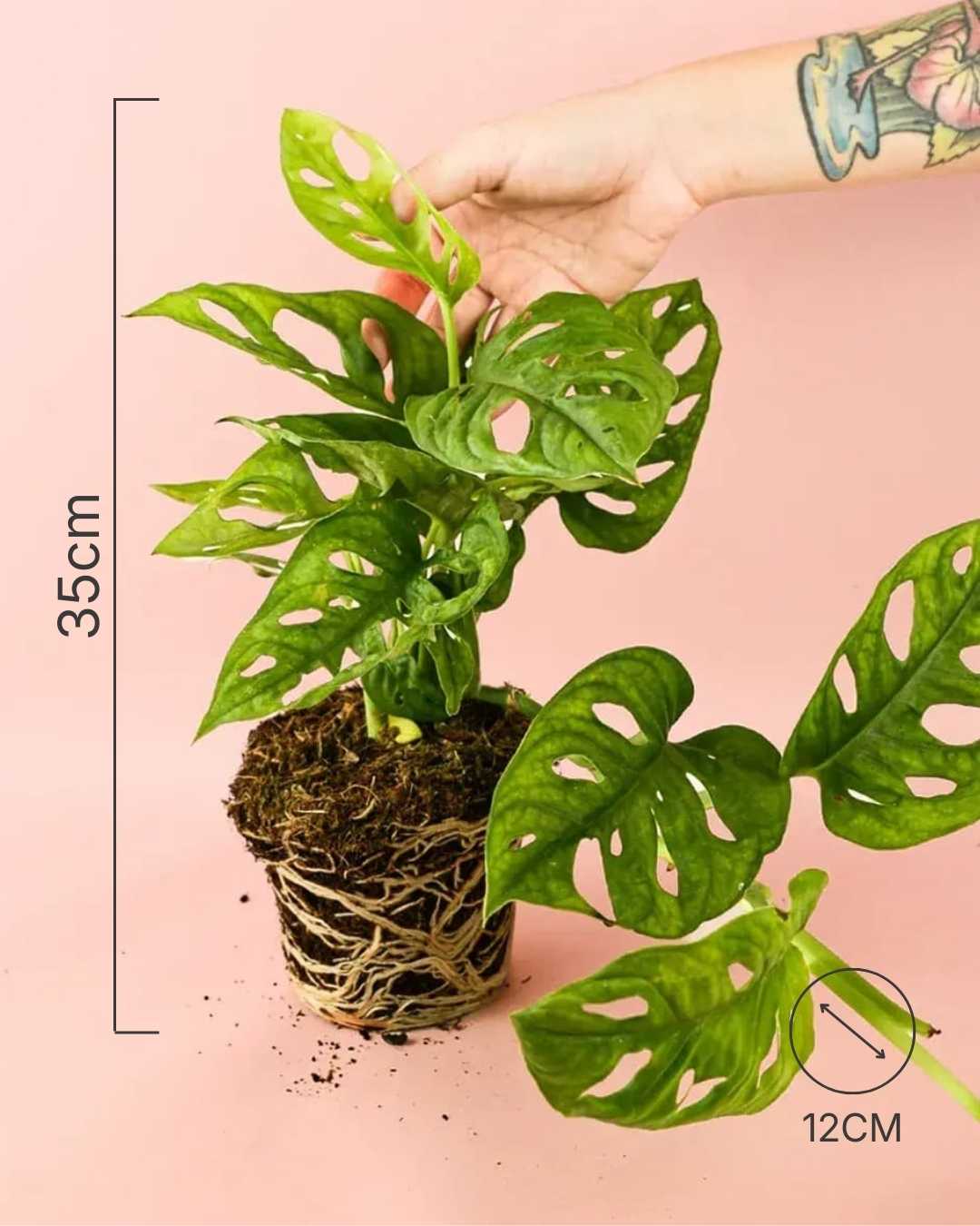 monkey-adansonii-m-size