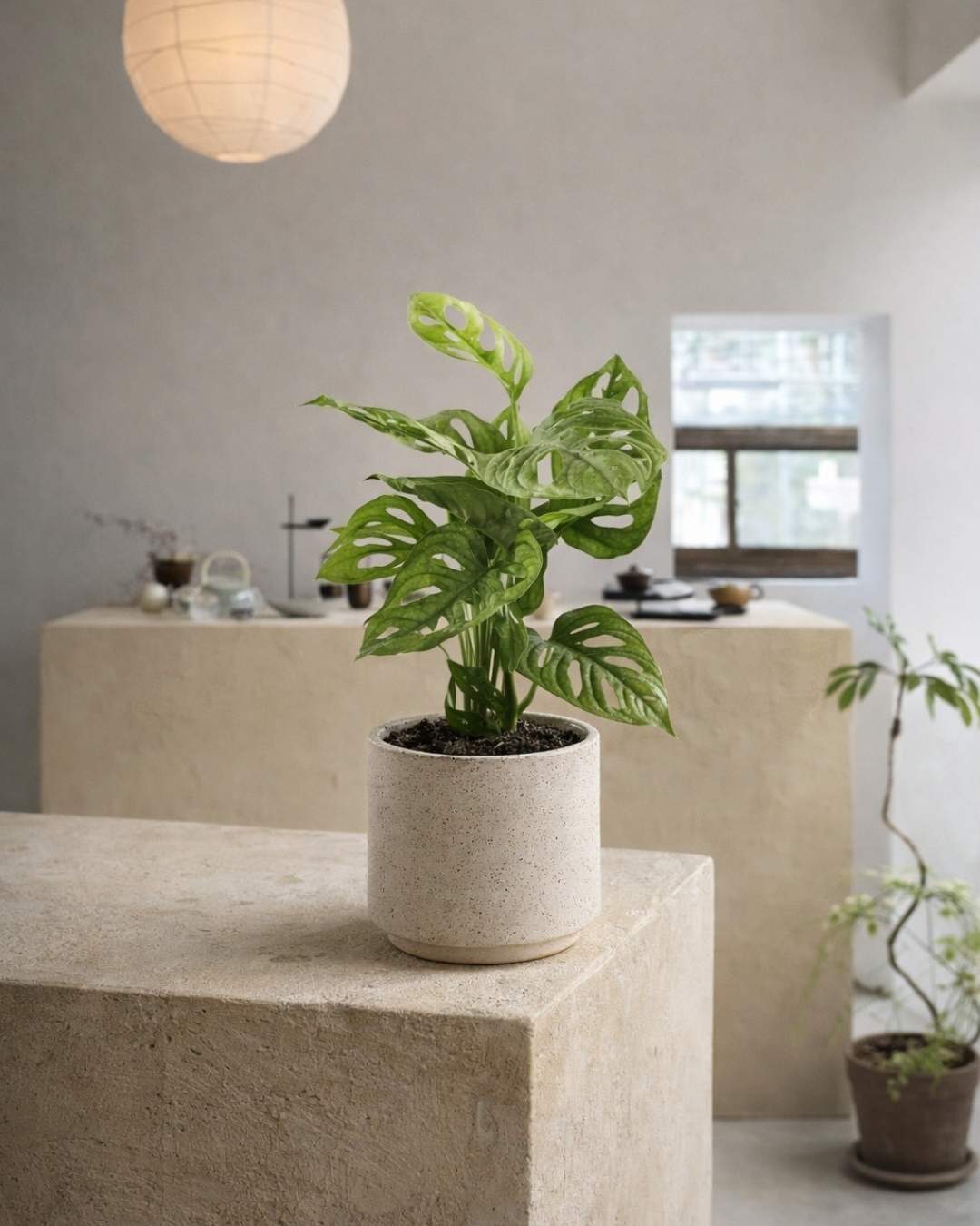 monkey-adasonii-m-context