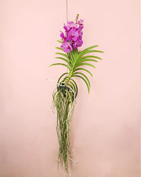 Orquídea Vanda Mix