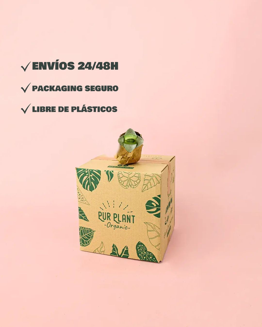 packaging lithops envios