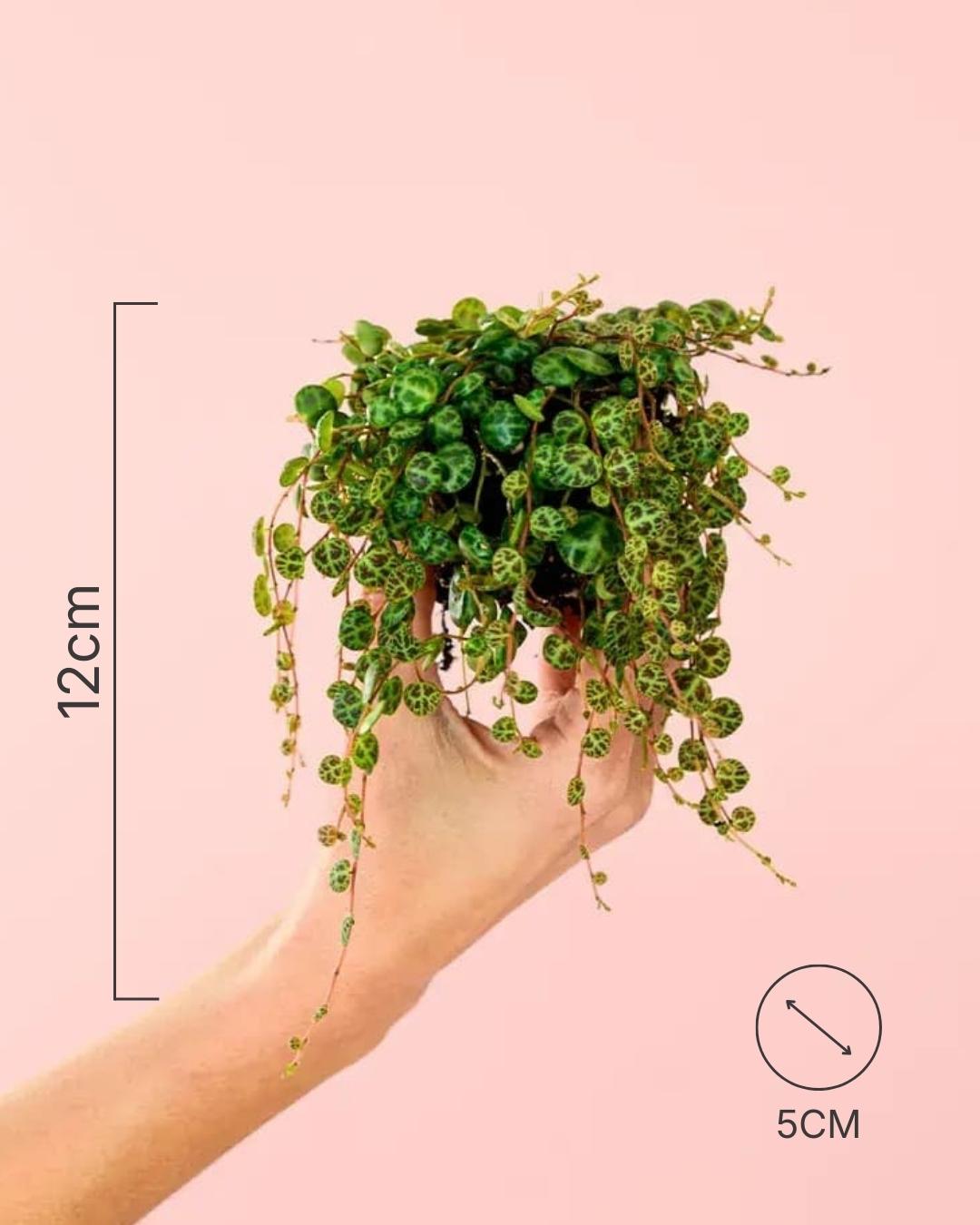 peperomia-mini-prostrata--size