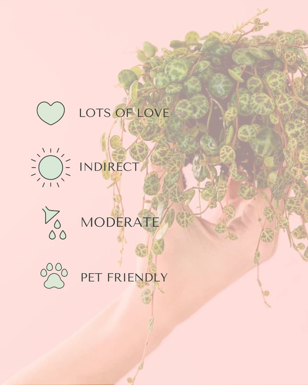 peperomia-mini-prostrata-care