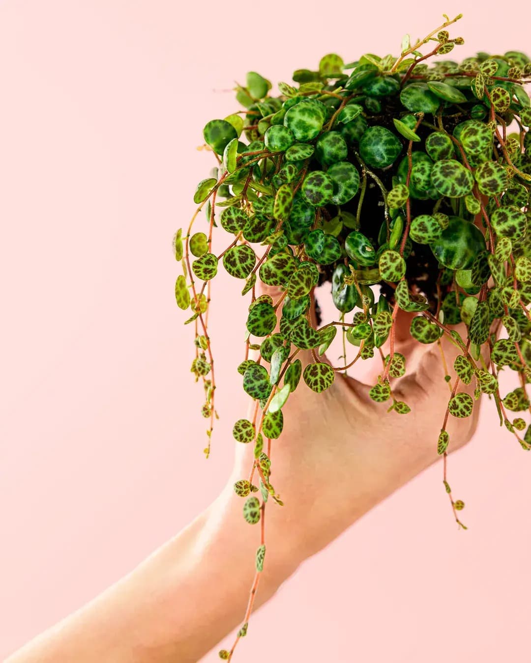 peperomia-mini-prostrata-detail