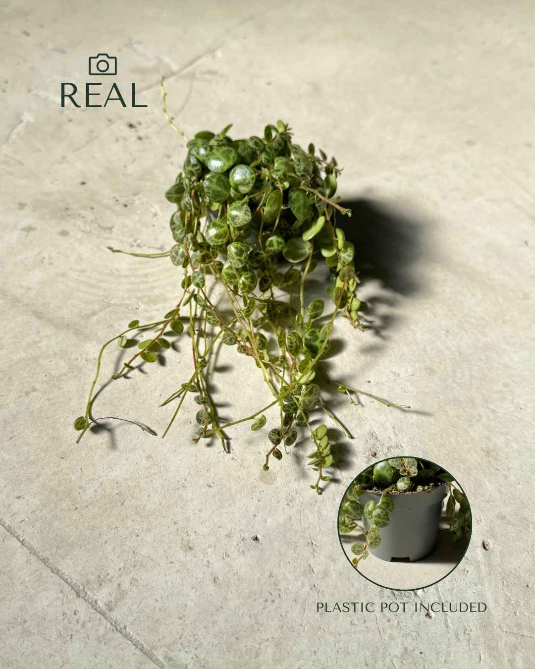 peperomia-mini-prostrata-real