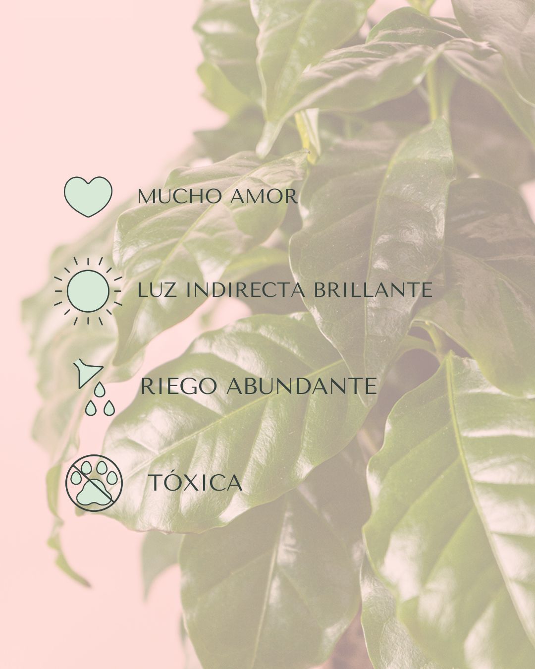 planta café M-cuidados