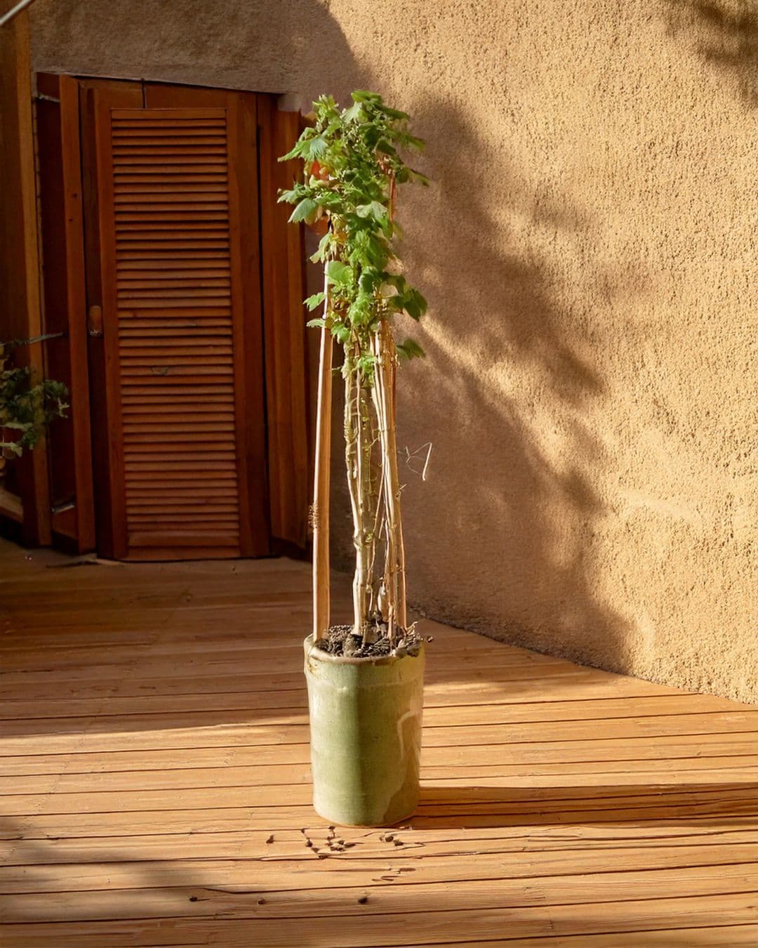 planta grosella roja en maceta patio