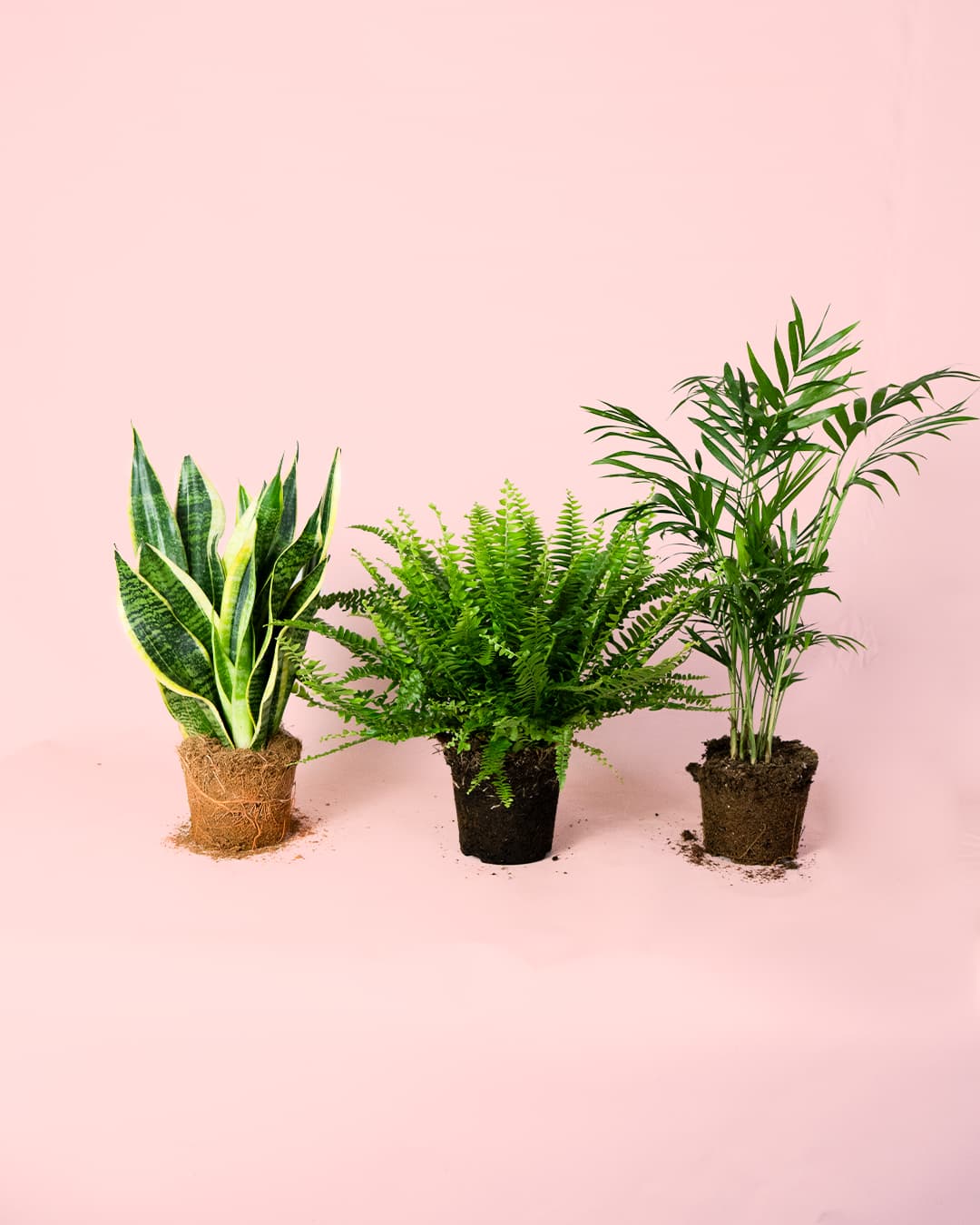 Pack 3x Plantas Purificadoras de Aire