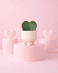 Gift Set Hoya Kerri + Maceta Cerámica Potit