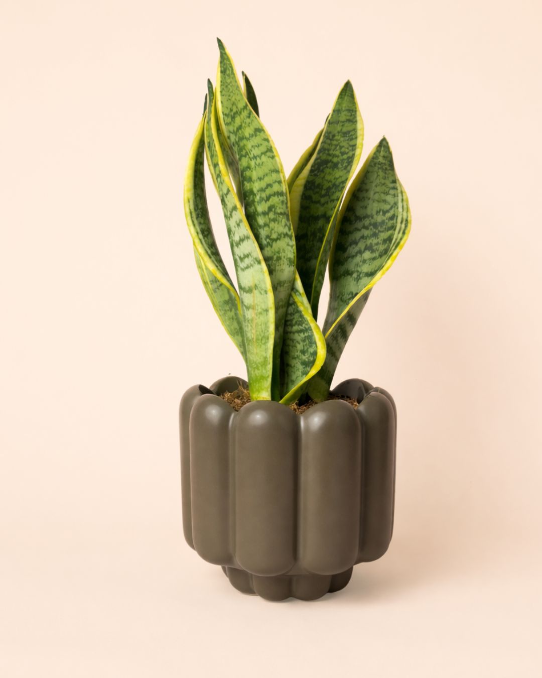 retro-marron-mate-plantas
