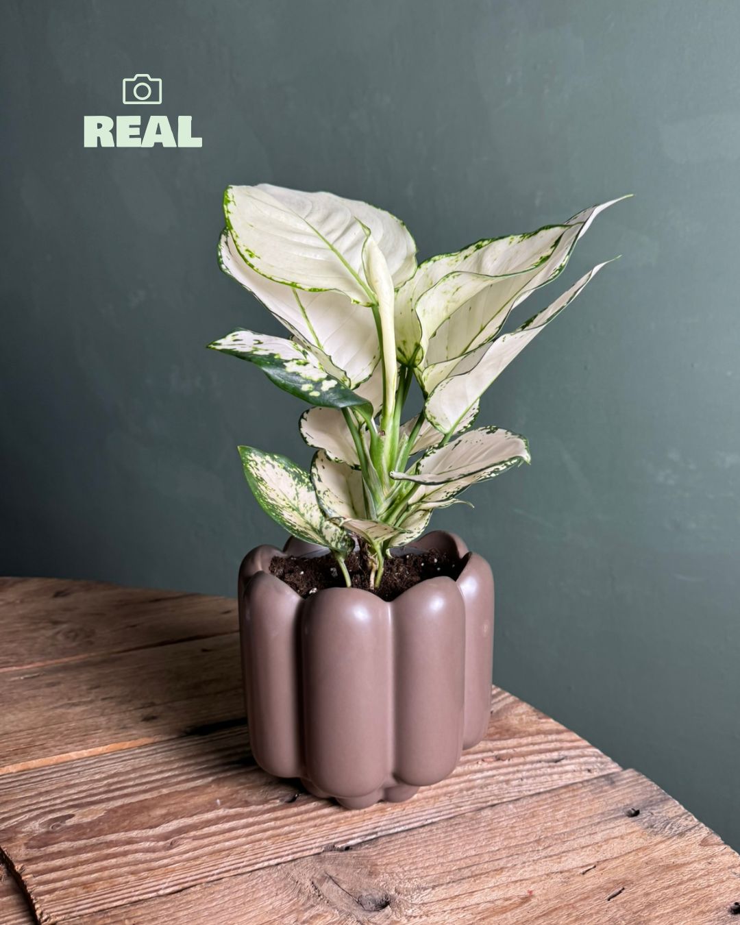 retro-marron-mate-real