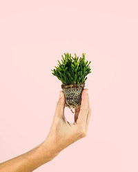 Rhipsalis Mini