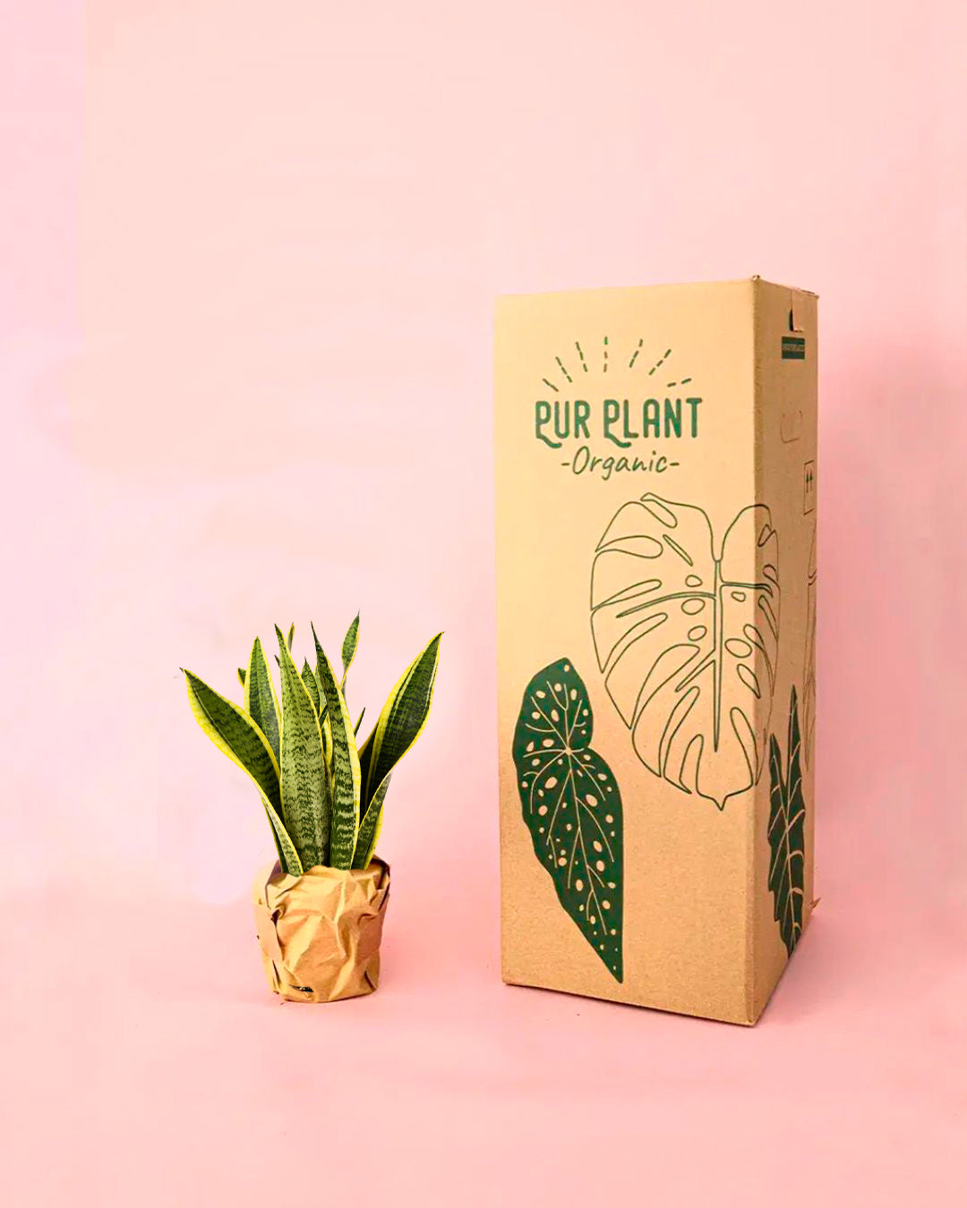 sansevieria trifasciata-envios seguros