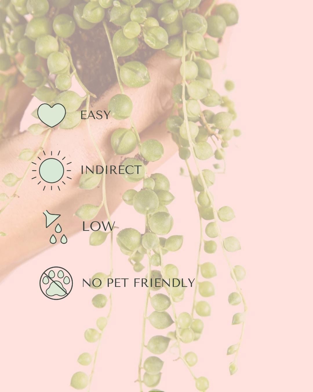 Senecio Rowleyanus Mini