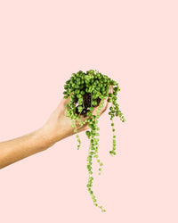 Senecio Rowleyanus Mini