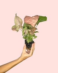 Syngonium Neon Pink Mini
