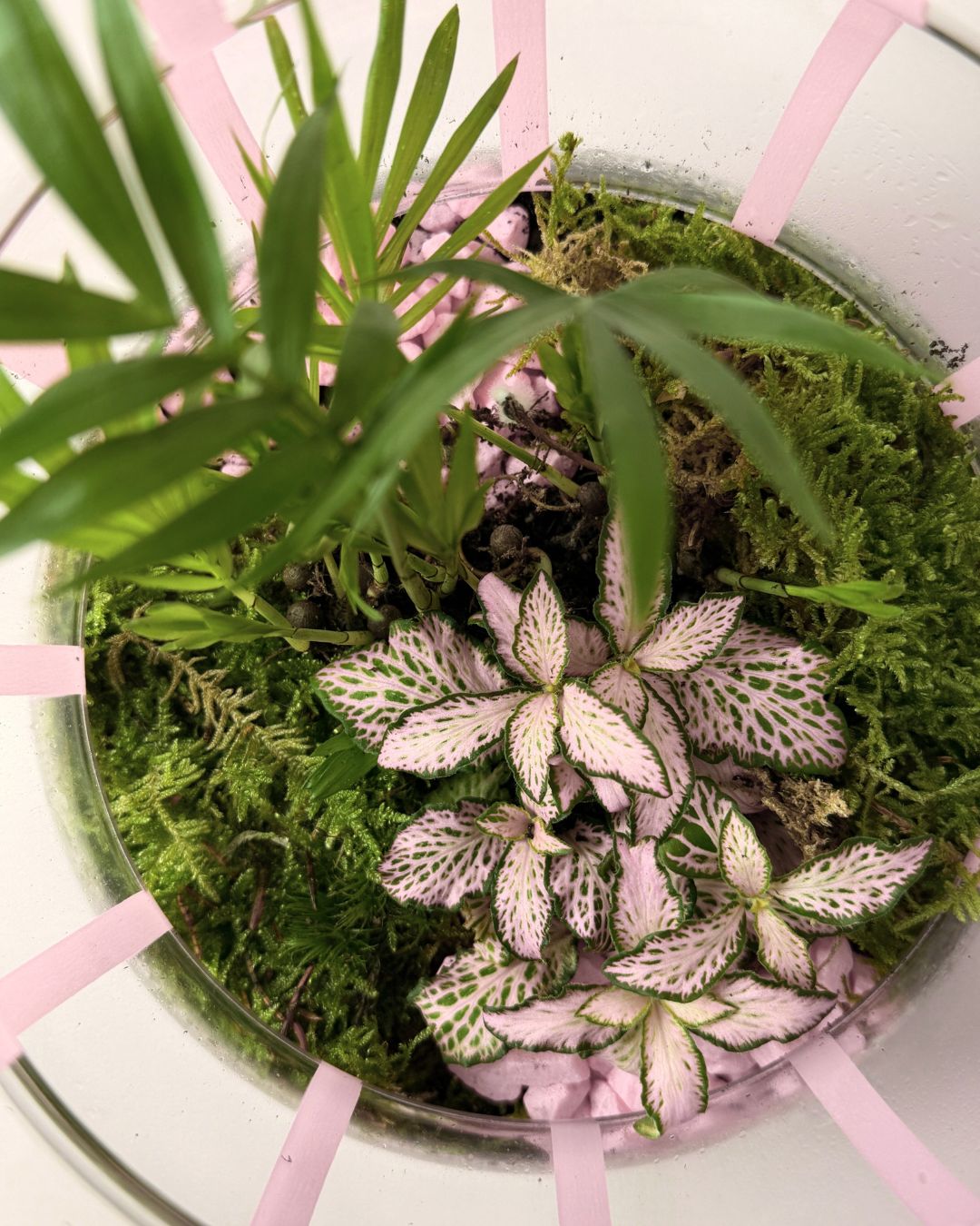 terrario pop plantas