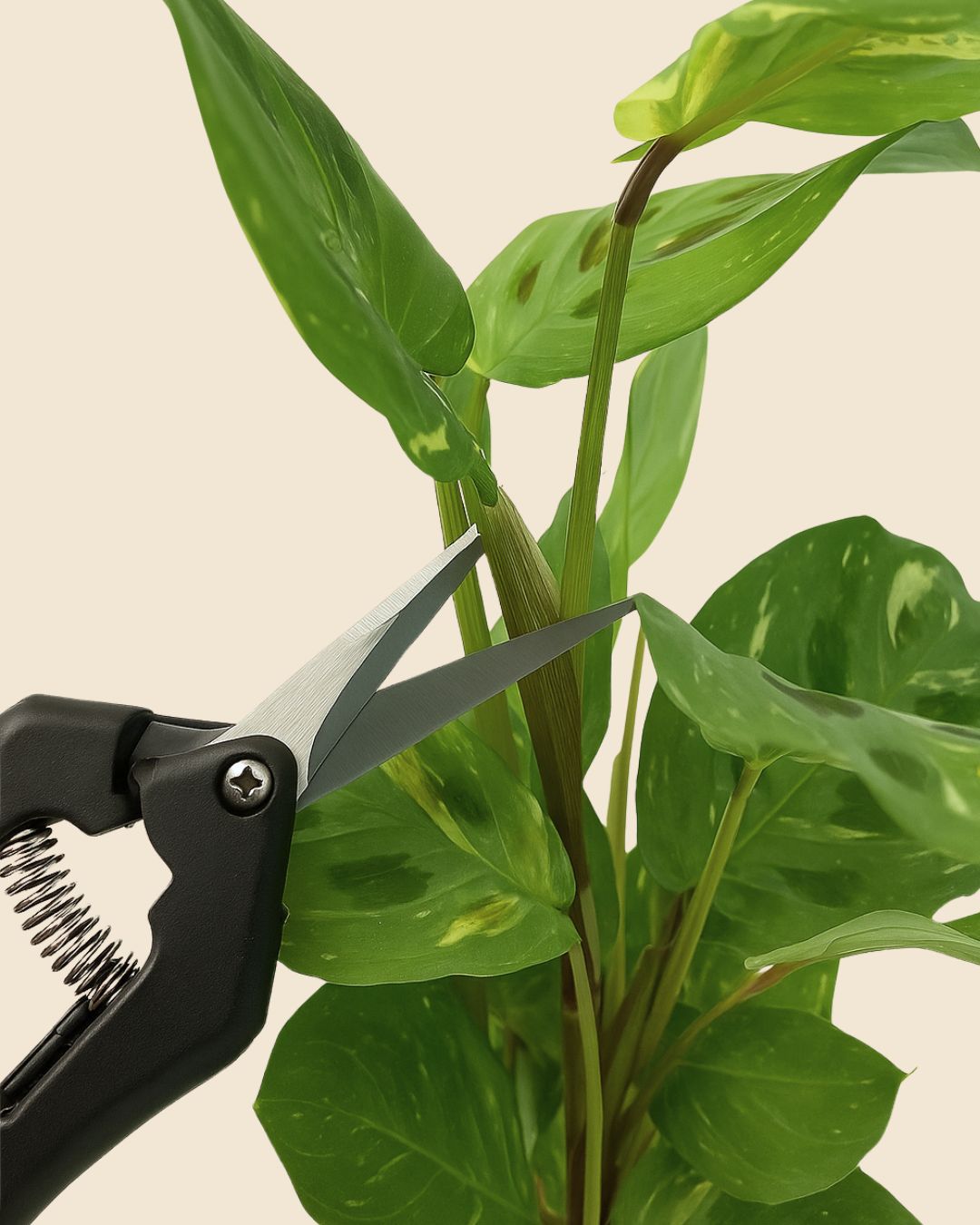 tijeras de poda planta