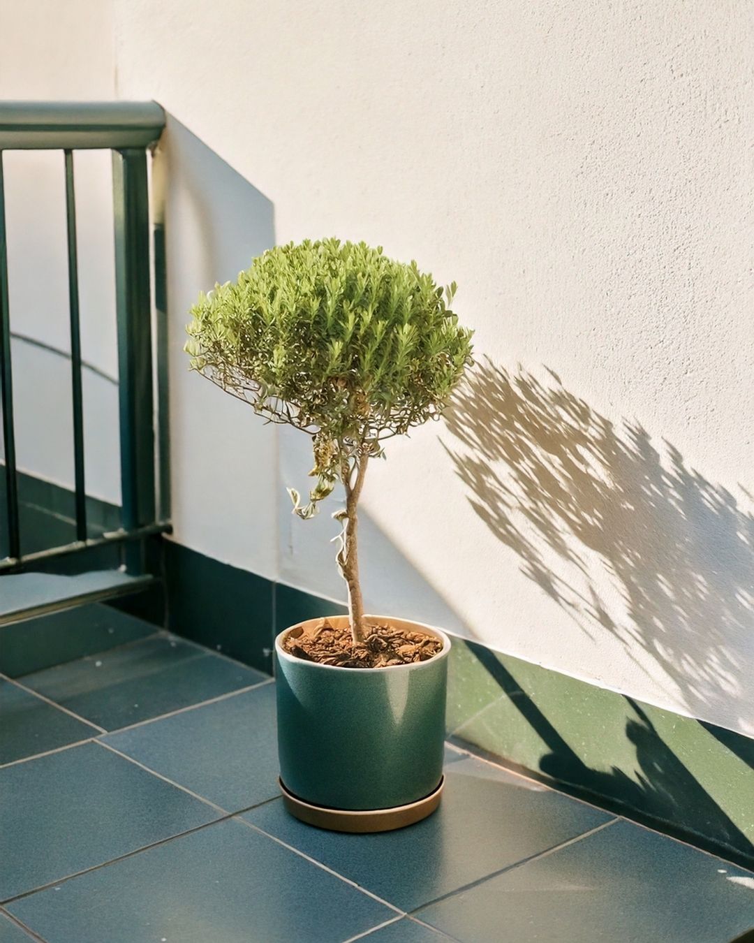 tomillo contexto balcon