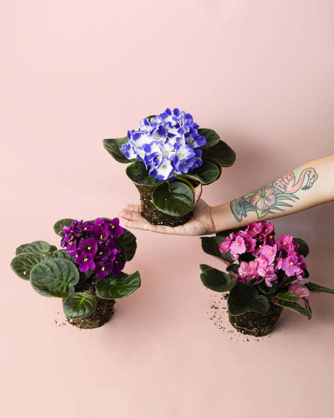 Violeta Africana Saintpaula Mix