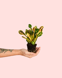 Croton Polvo de Oro Mini