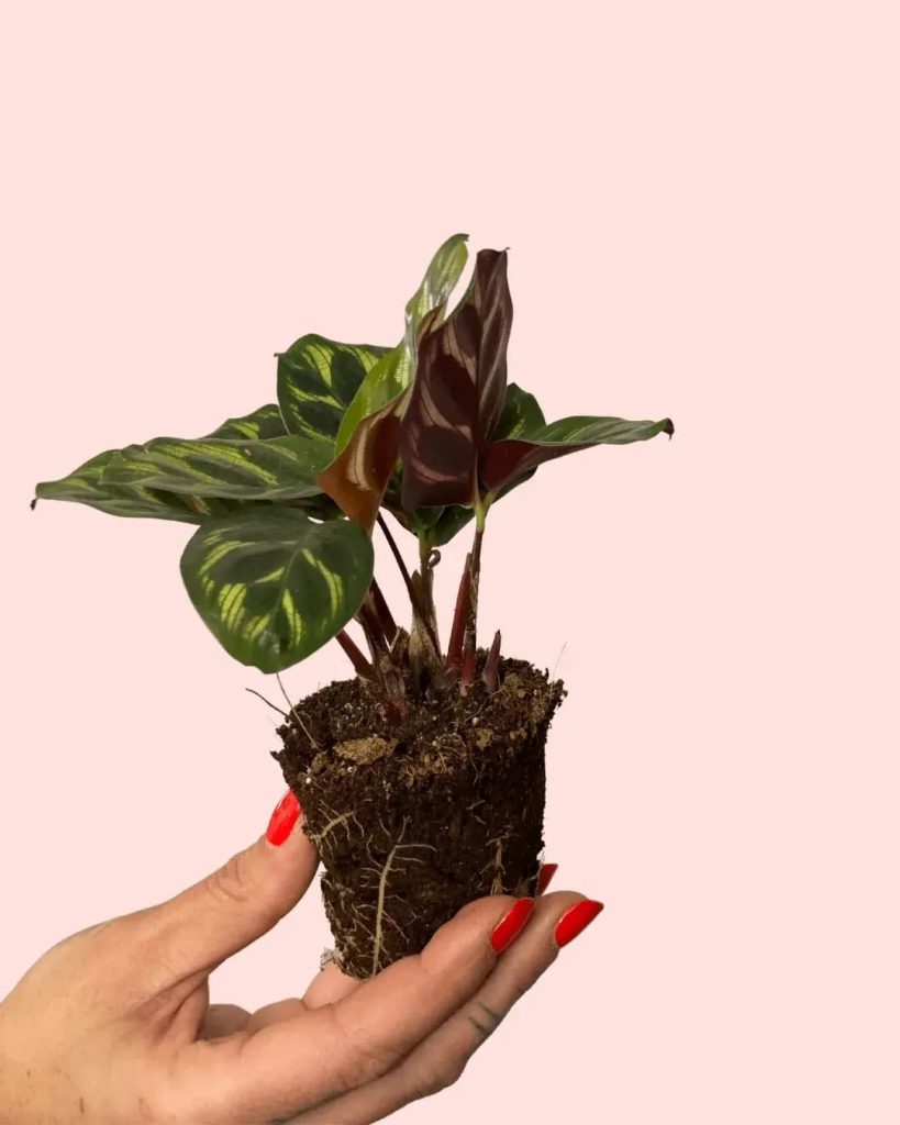 Calathea Makoyana Mini Plantas Naturales Interior Pur Plant