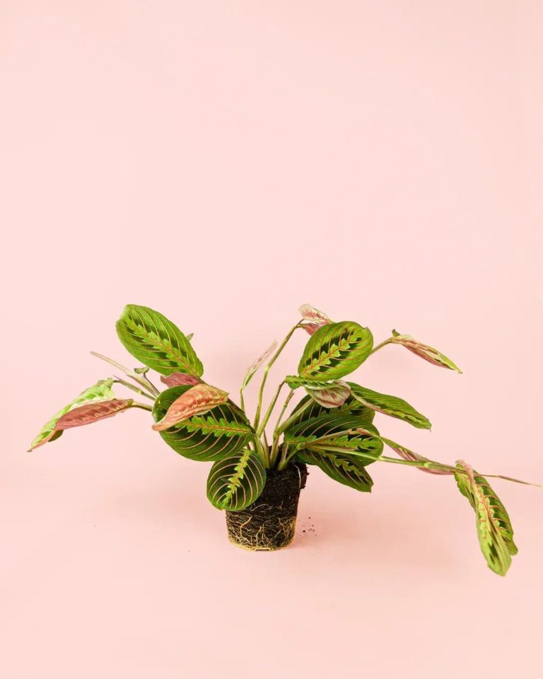 Maranta Leuconeura Plantas Naturales Interior Pur Plant