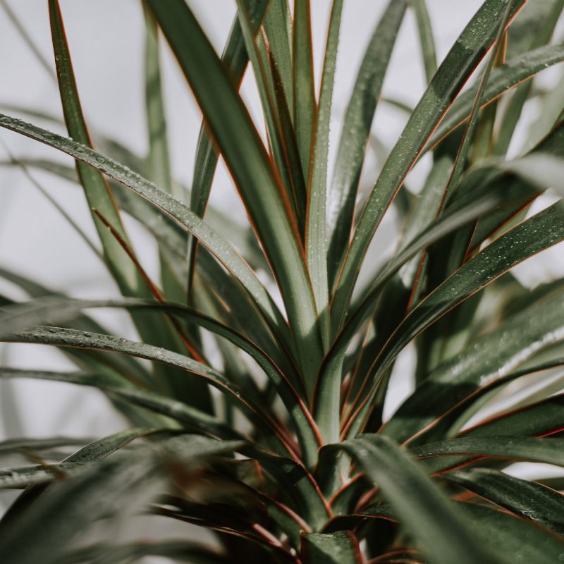 Cuidados Dracaena Guía Completa Pur Plant