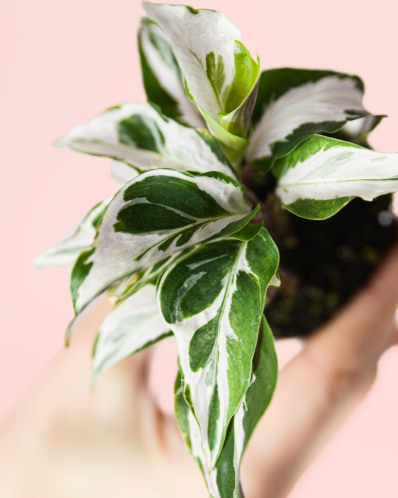 Calathea White Miracle Mini Plantas Naturales Interior Pur Plant