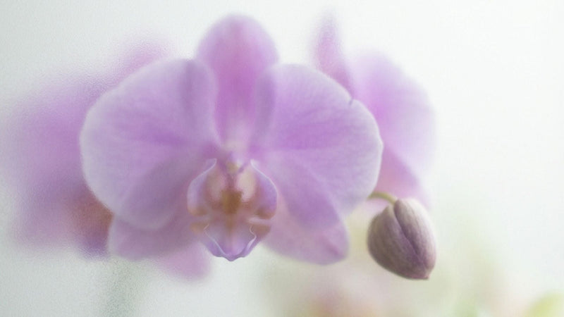 Flores para el Día de la Madre
