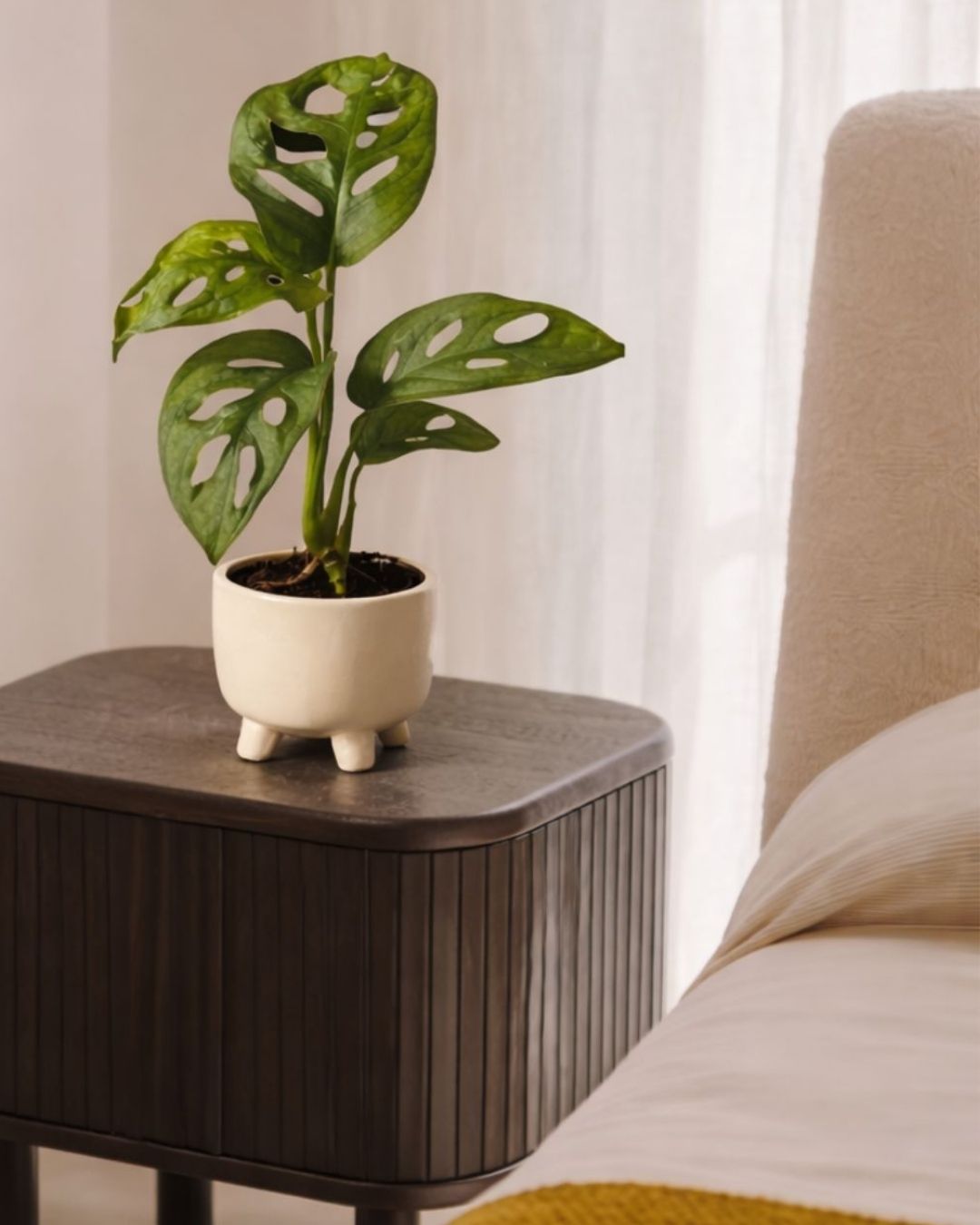 Plantas por menos de 5€