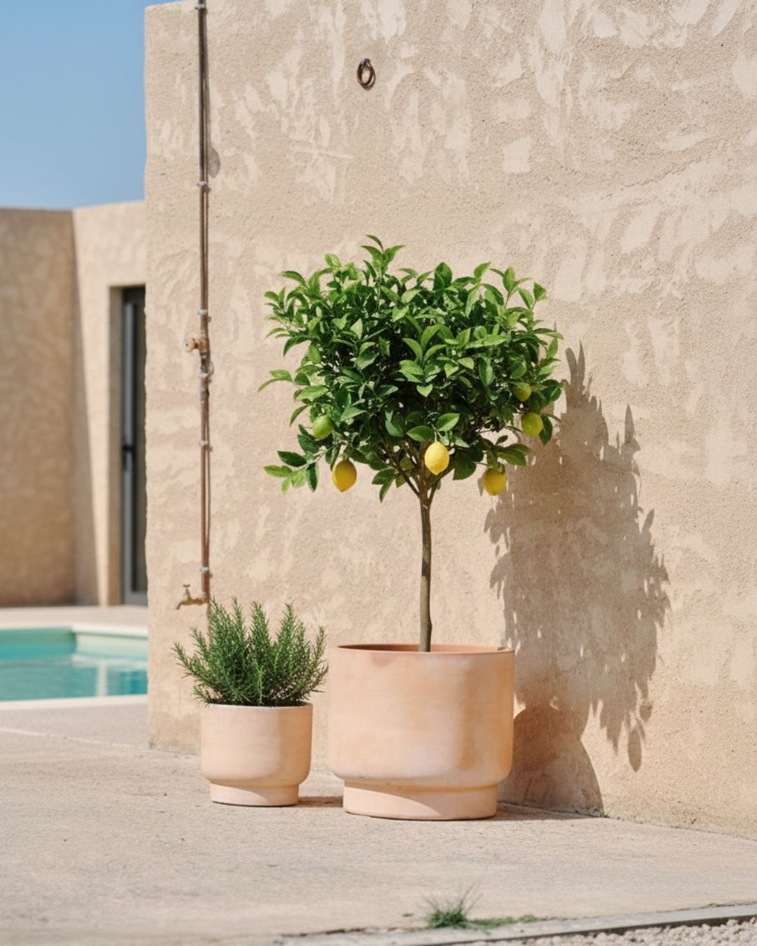 Plantas de Exterior sin Flor