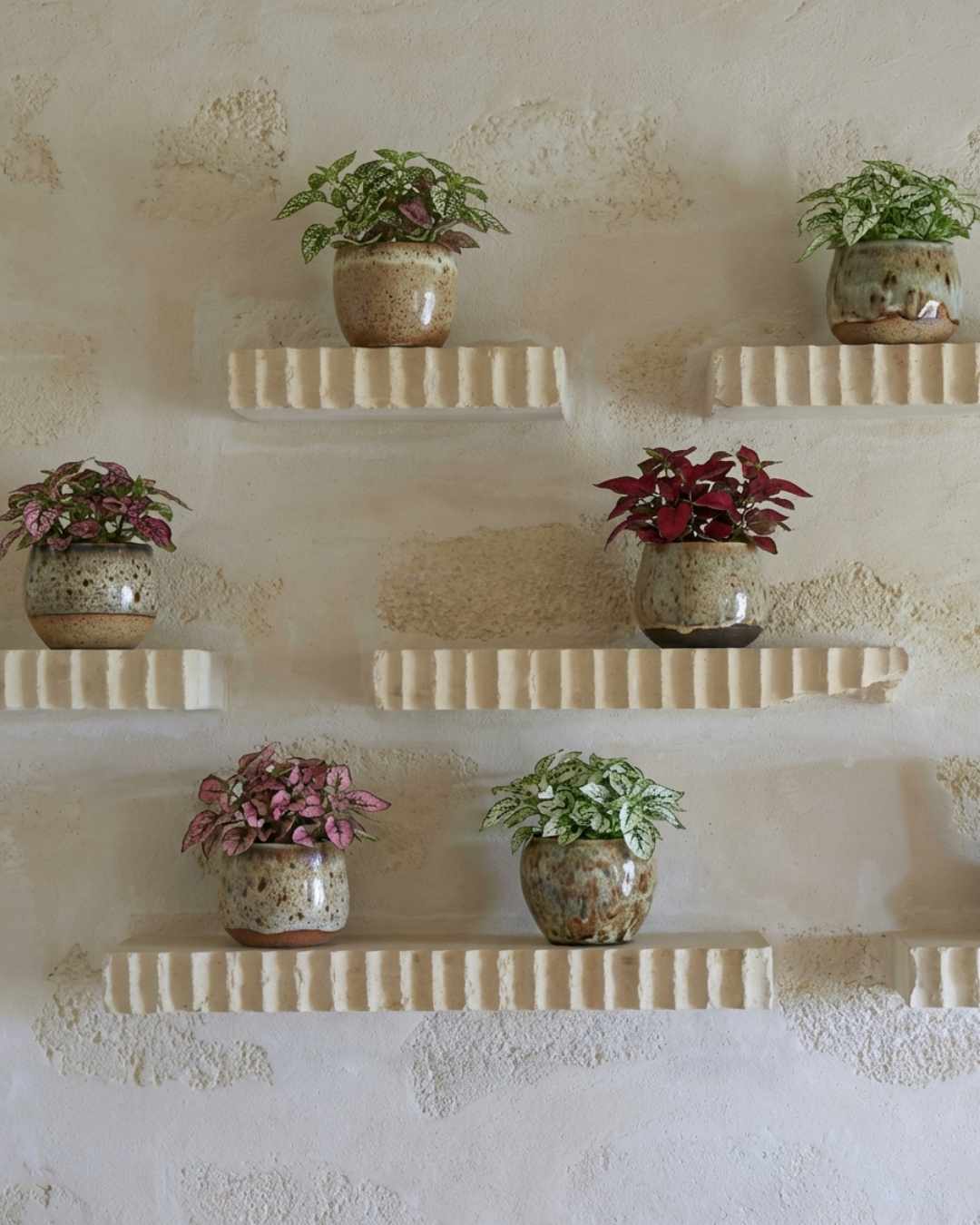 Hypoestes