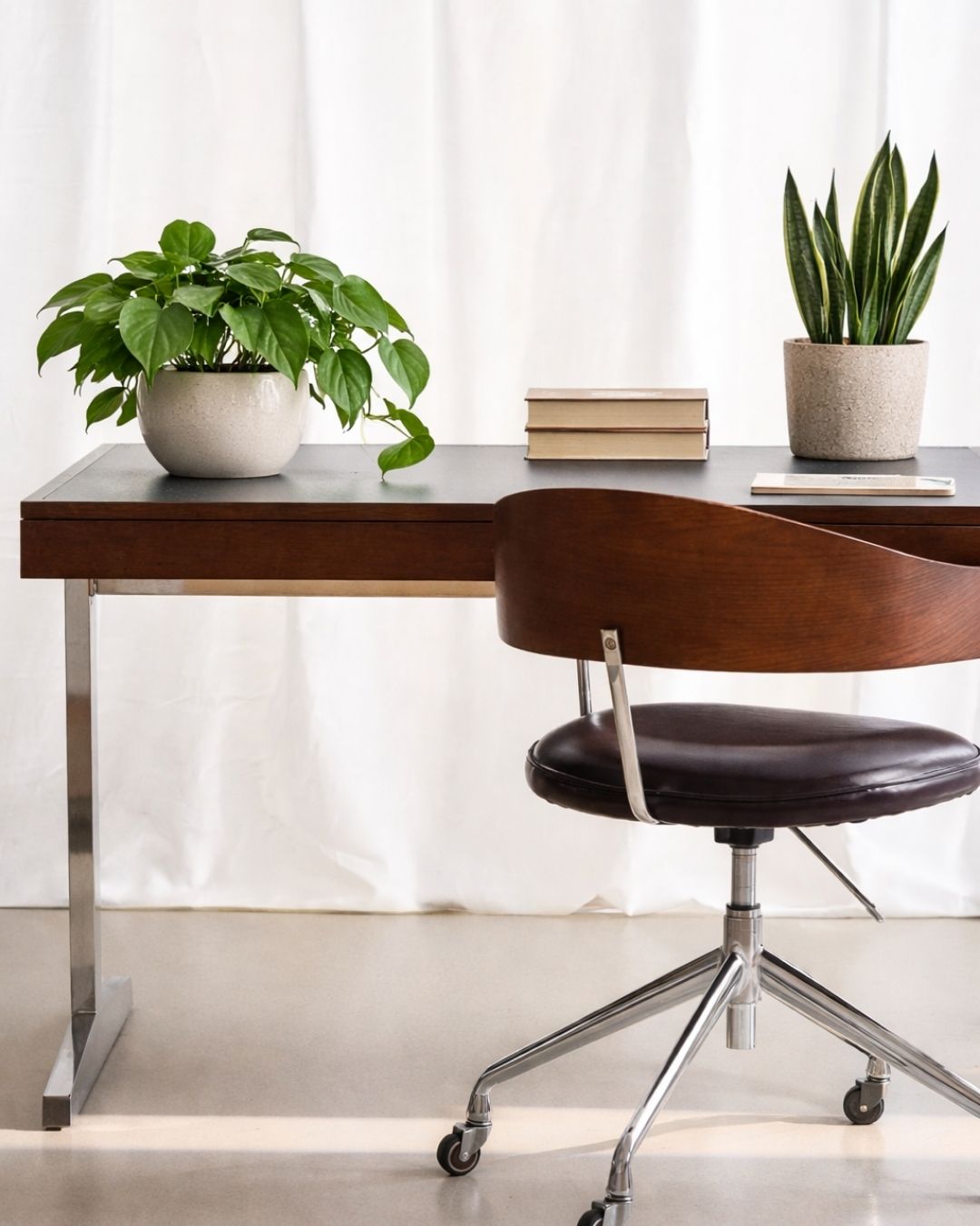 Plantas para la Oficina