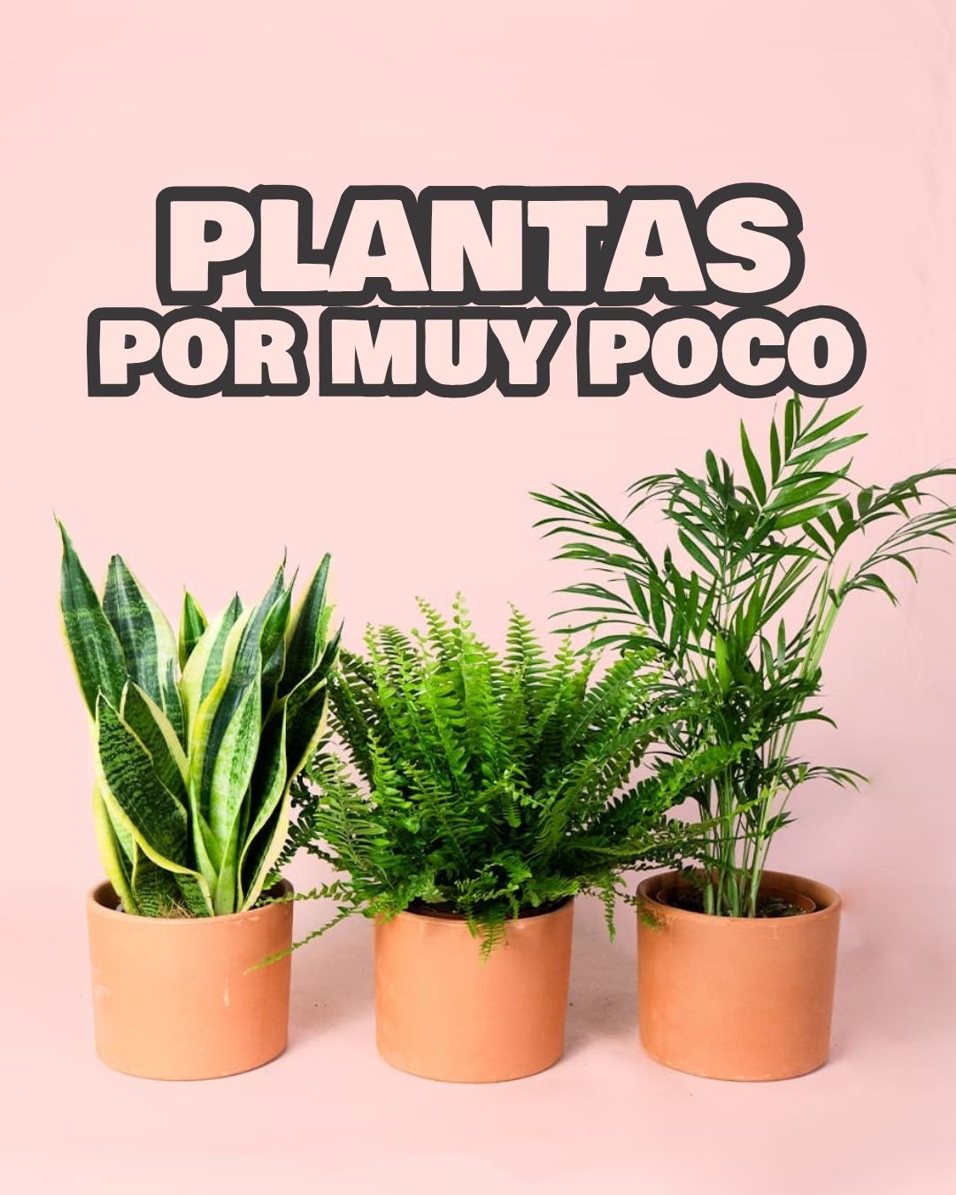Plantas por muy poco