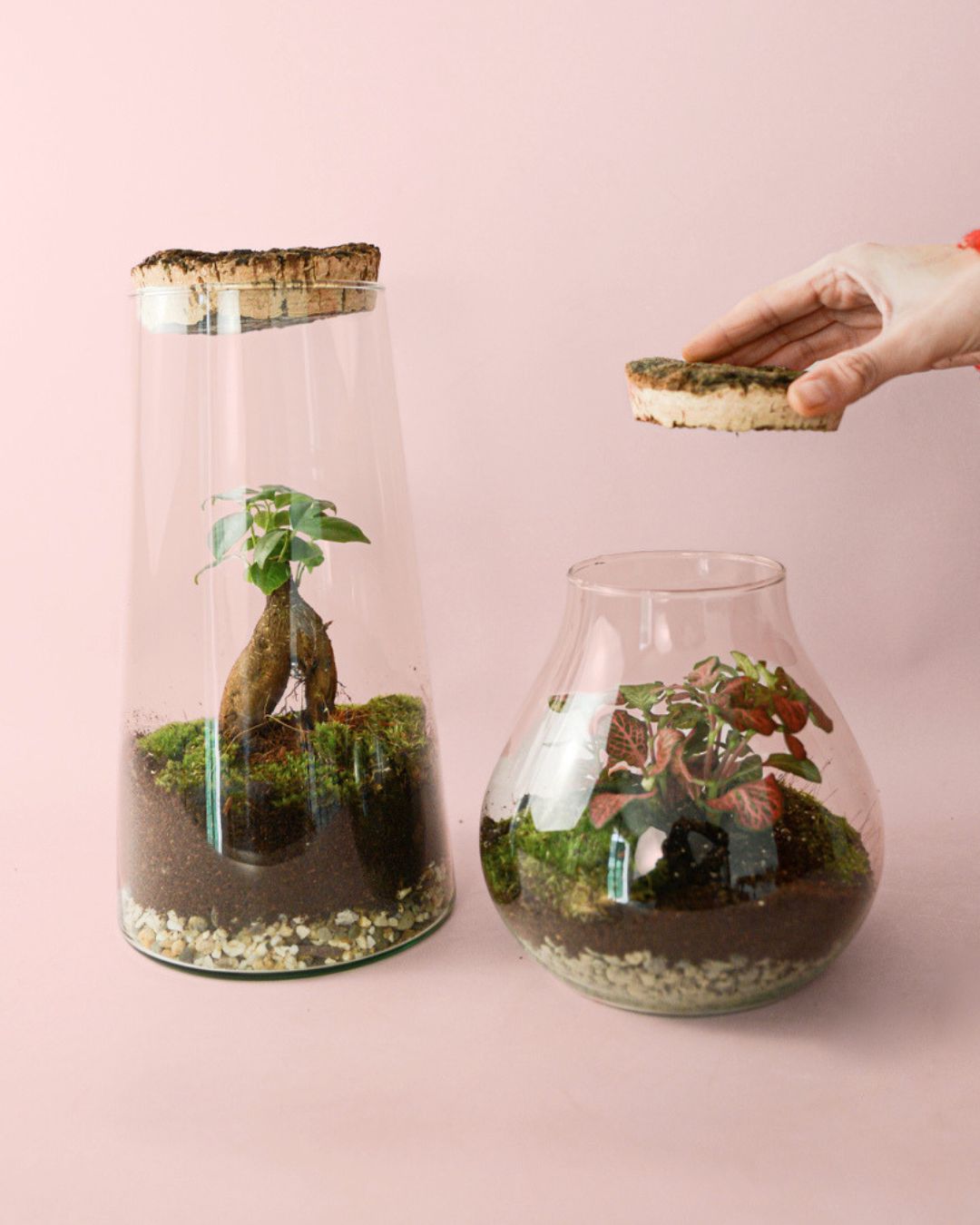 Terrarios Grandes para Plantas