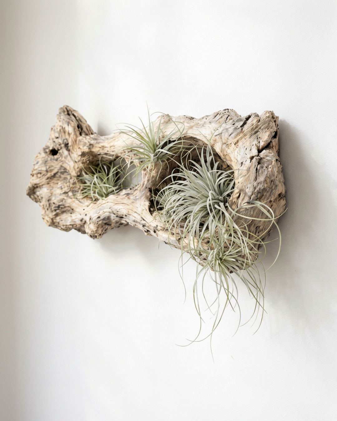 Tillandsias