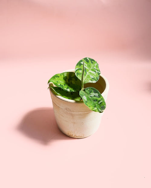 Aglaonema Pictus Tricolor maceta