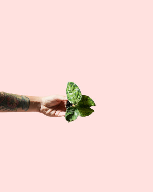 Aglaonema Pictus Tricolor planta