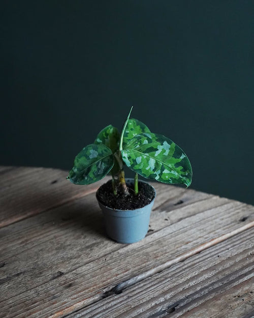 Aglaonema Pictus Tricolor real