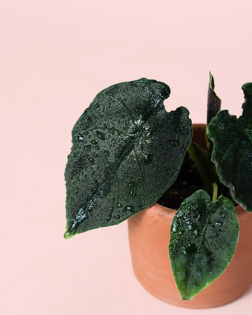 Alocasia Antoro Velvet Mini hojas