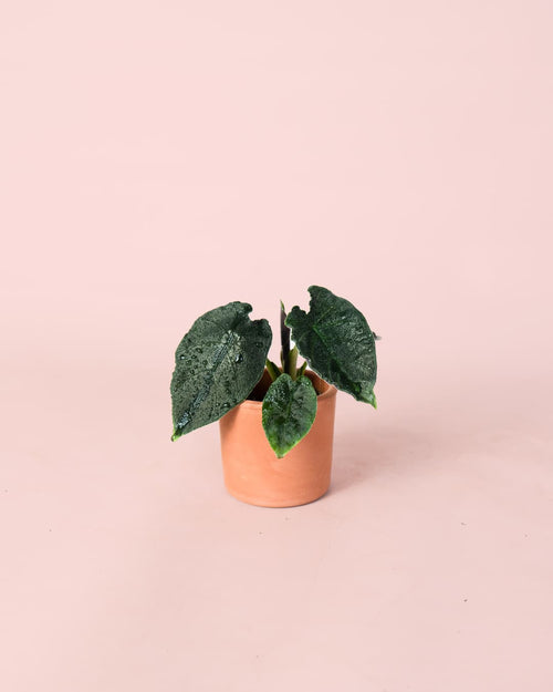 Alocasia Antoro Velvet Mini maceta