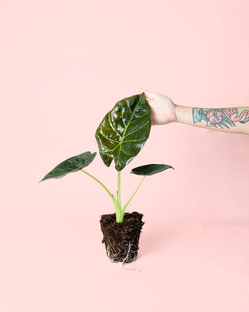 Alocasia Regal Shields mano