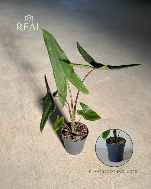 Alocasia Zebrina M