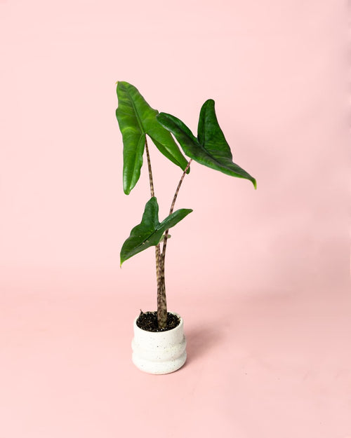 Alocasia Zebrina Mini maceta