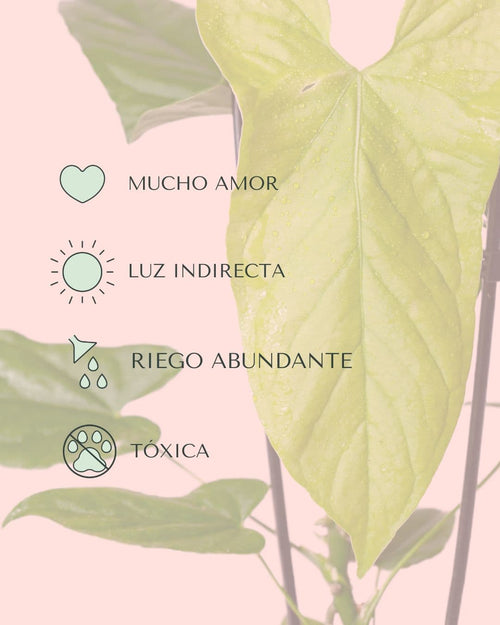 Anthurium Balaoanum cuidados