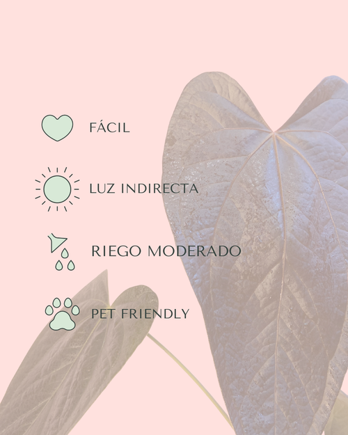 Anthurium-queen-of-hearts-cuidados