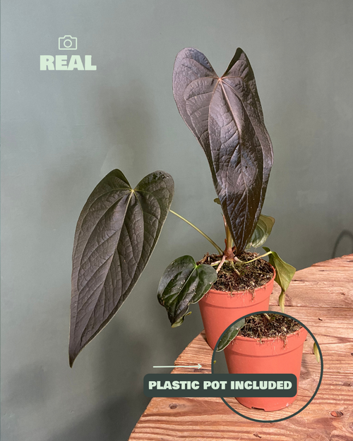 Anthurium-queen-of-hearts-real