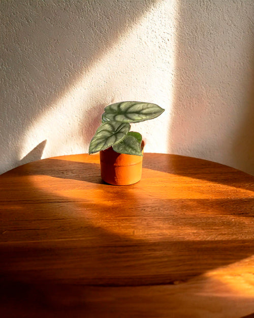 Bebé Alocasia Silver Dragon-contexto